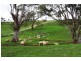 Lot 40 Scrubby Hill Road, Wistow SA 5251