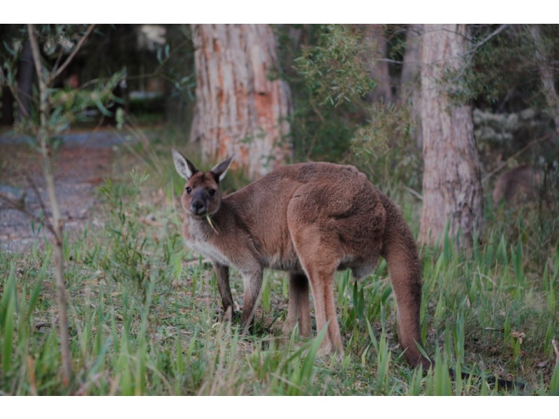 51 Avoca Avenue, Bridgewater SA 5155