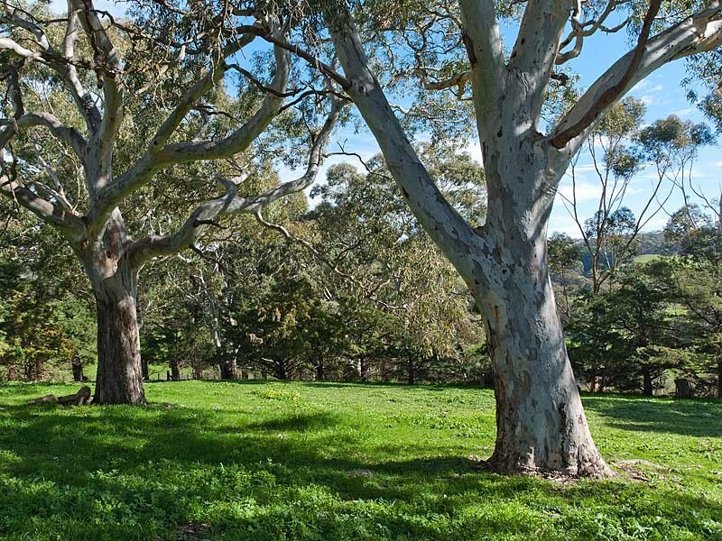 Lot 22 Shady Grove Road, Macclesfield SA 5153