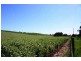 Lot 57 Burwood Road, Wistow SA 5251