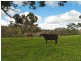 Lot 765 Whites Road, Flaxley SA 5153