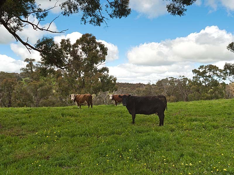 Lot 765 Whites Road, Flaxley SA 5153