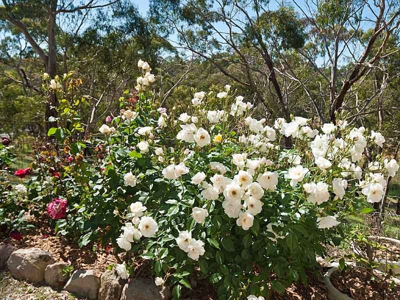 28 Field Road, Echunga SA 5153