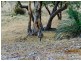 Lot 101 Range Road West, Willunga SA 5172