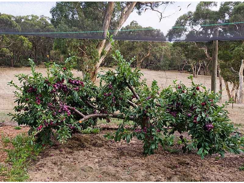 Lot 101 Range Road West, Willunga SA 5172