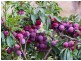 Lot 101 Range Road West, Willunga SA 5172