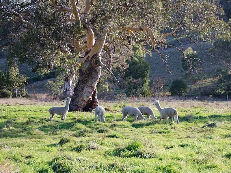 1377 Torrens Valley Road, Birdwood SA 5234