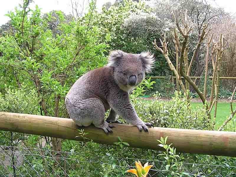 Lot 7 Kumnick Hill Road, Lenswood SA 5240