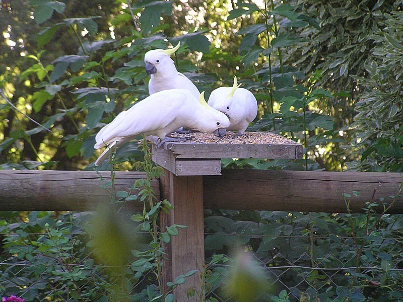 Lot 7 Kumnick Hill Road, Lenswood SA 5240