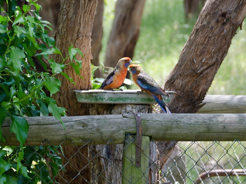 313 Strathalbyn Road, Mylor SA 5153