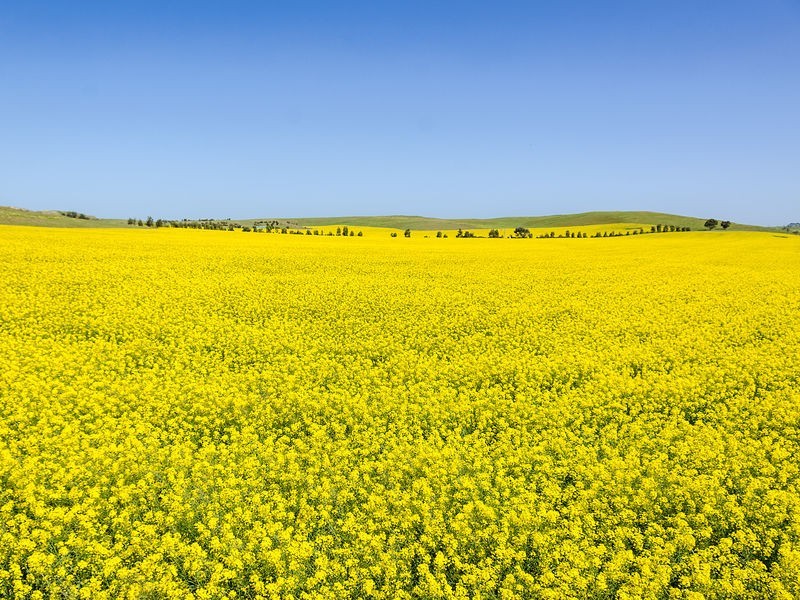 1036 Back Callington Road, Callington SA 5254