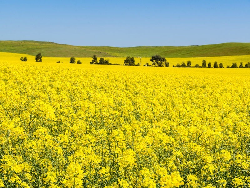 1036 Back Callington Road, Callington SA 5254