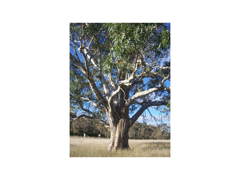 Lot 82 Joseph Court, Blakiston SA 5250