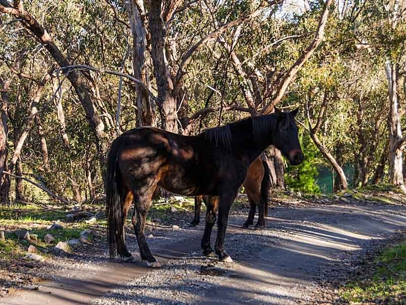 152 Winton Road, Birdwood SA 5234