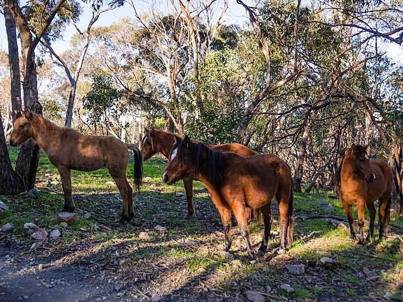 152 Winton Road, Birdwood SA 5234