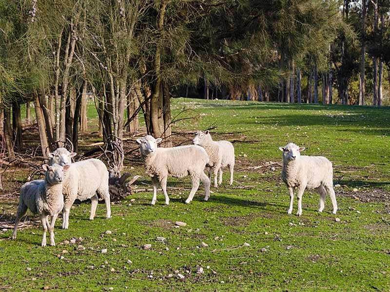 152 Winton Road, Birdwood SA 5234