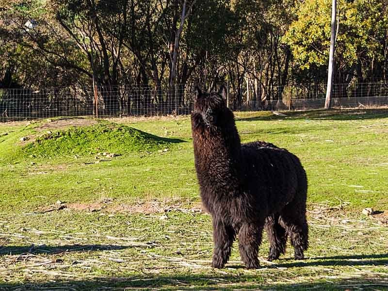 152 Winton Road, Birdwood SA 5234