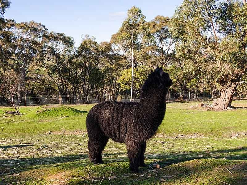 152 Winton Road, Birdwood SA 5234