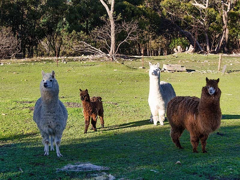 152 Winton Road, Birdwood SA 5234