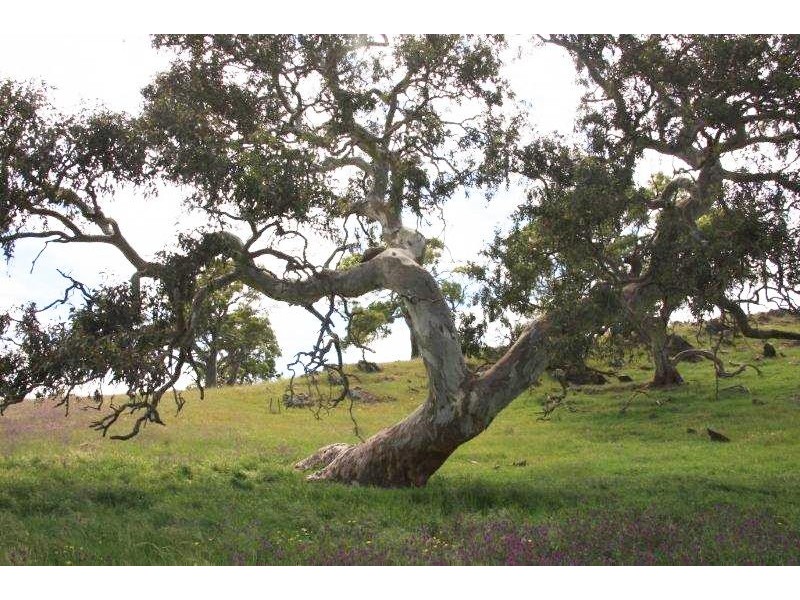 Lot 36 Wellington Road, Highland Valley SA 5255