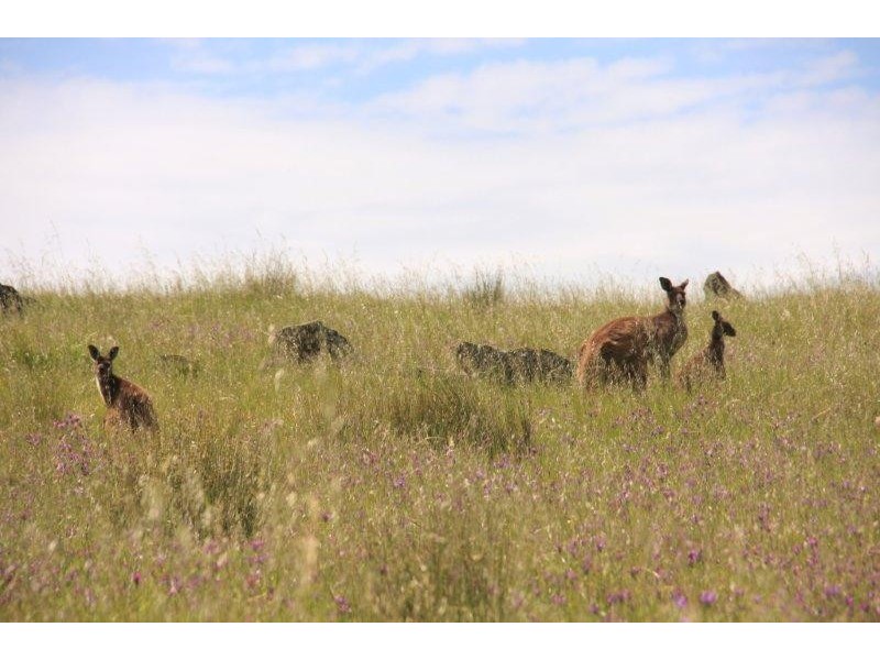 Lot 36 Wellington Road, Highland Valley SA 5255