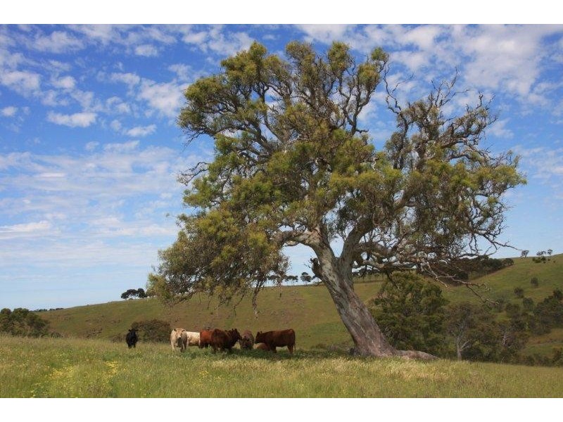 Lot 36 Wellington Road, Highland Valley SA 5255