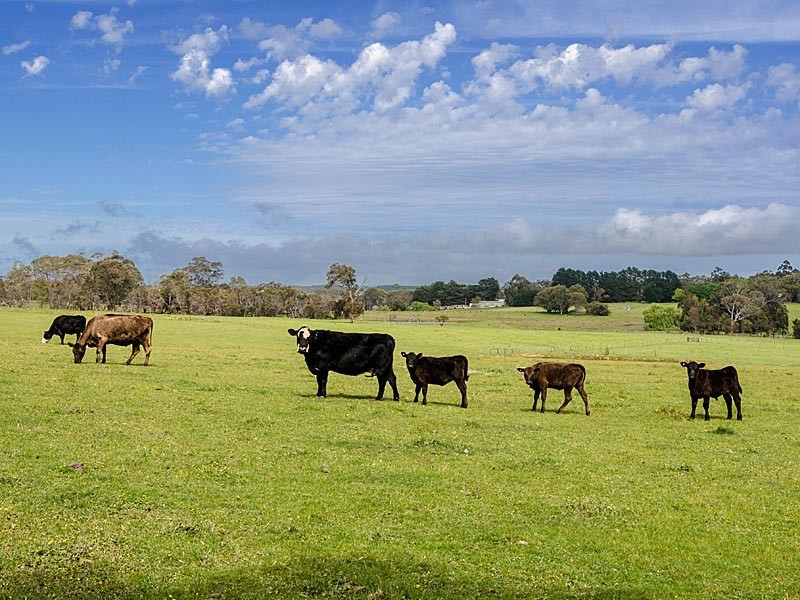 50 Rowley Road, Meadows SA 5201