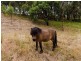 123 Pearson Road, Meadows SA 5201
