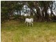 123 Pearson Road, Meadows SA 5201