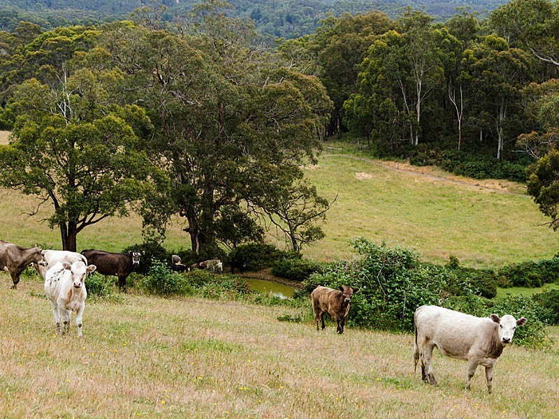 57 Kelly Road, Cudlee Creek SA 5232