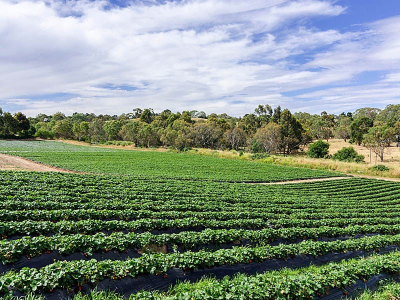 59 Lesley Road, Nairne SA 5252