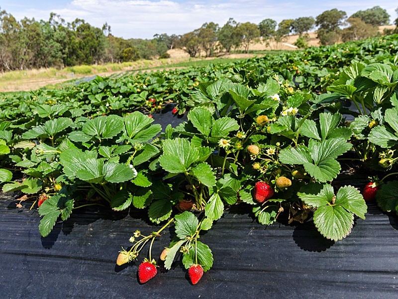 59 Lesley Road, Nairne SA 5252