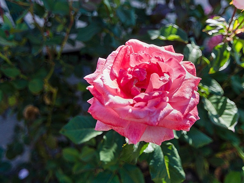 27 Angas Plains Road, Strathalbyn SA 5255