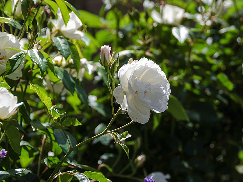 12 Murray Street, Strathalbyn SA 5255