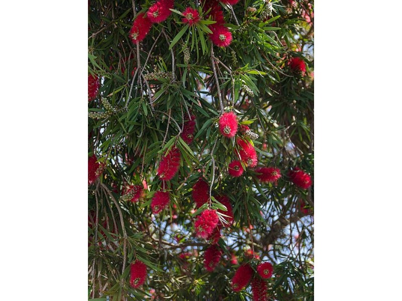 12 Murray Street, Strathalbyn SA 5255