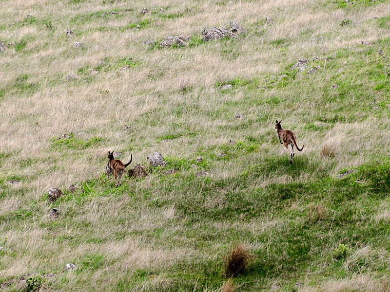 276 Brook Road, Highland Valley SA 5255