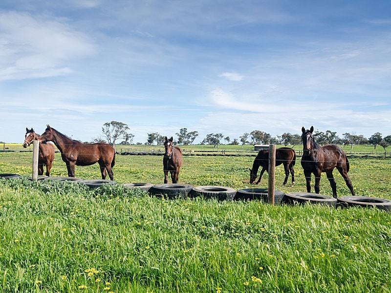 267 Burnlea Road, Strathalbyn SA 5255