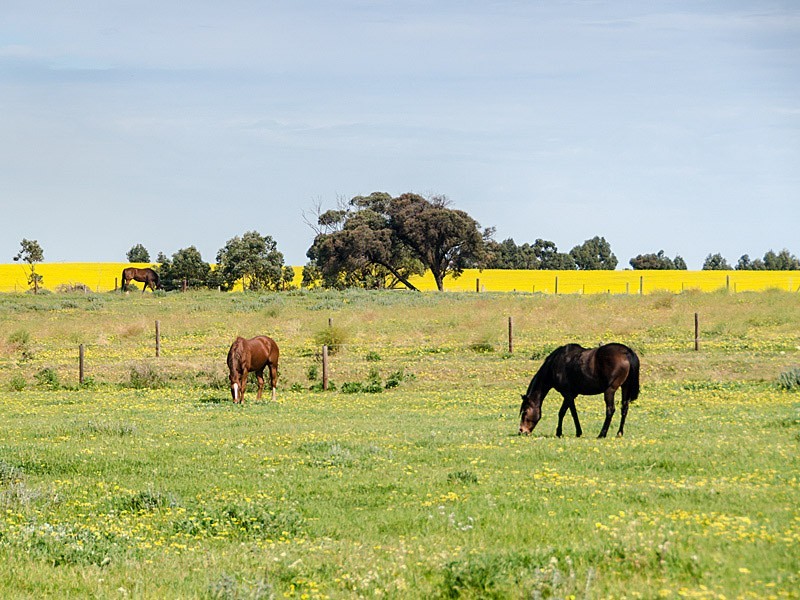 267 Burnlea Road, Strathalbyn SA 5255