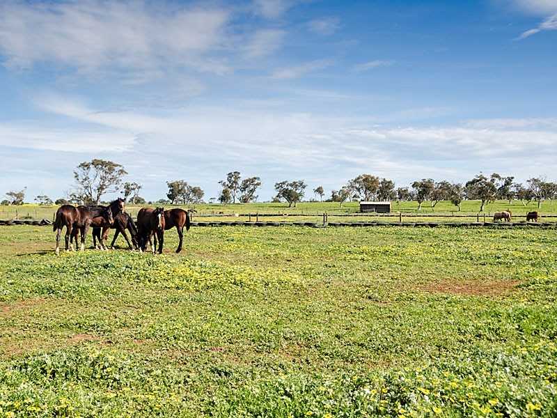 267 Burnlea Road, Strathalbyn SA 5255