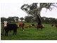 Lot 2 Nyoka Road, Macclesfield SA 5153