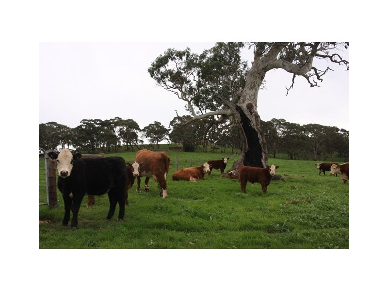 Lot 2 Nyoka Road, Macclesfield SA 5153