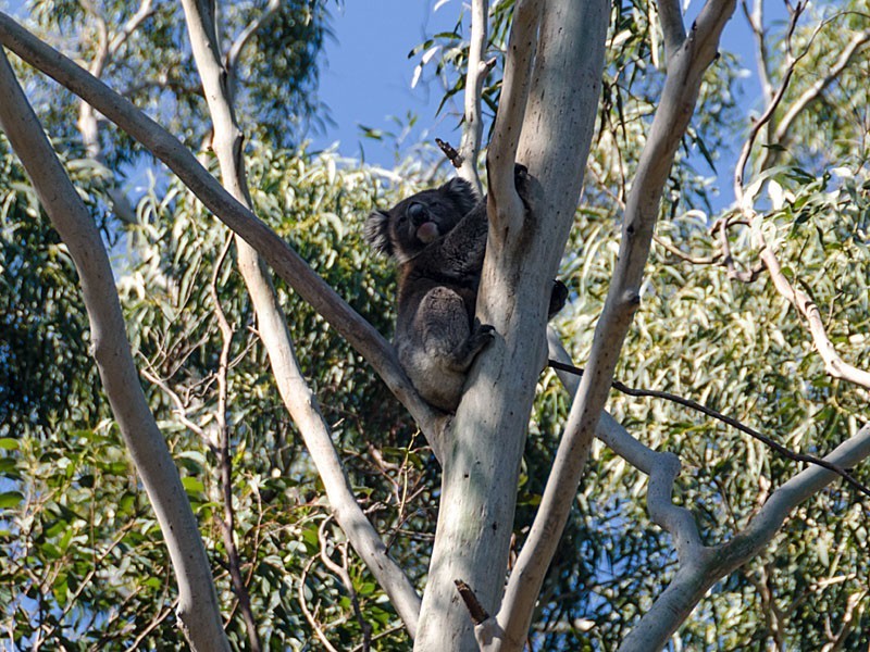 299 Charlick Road, Crafers West SA 5152