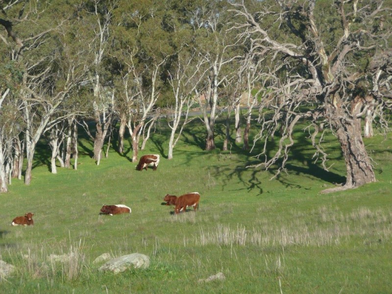 155 Petwood Road, Nairne SA 5252