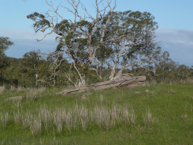 155 Petwood Road, Nairne SA 5252