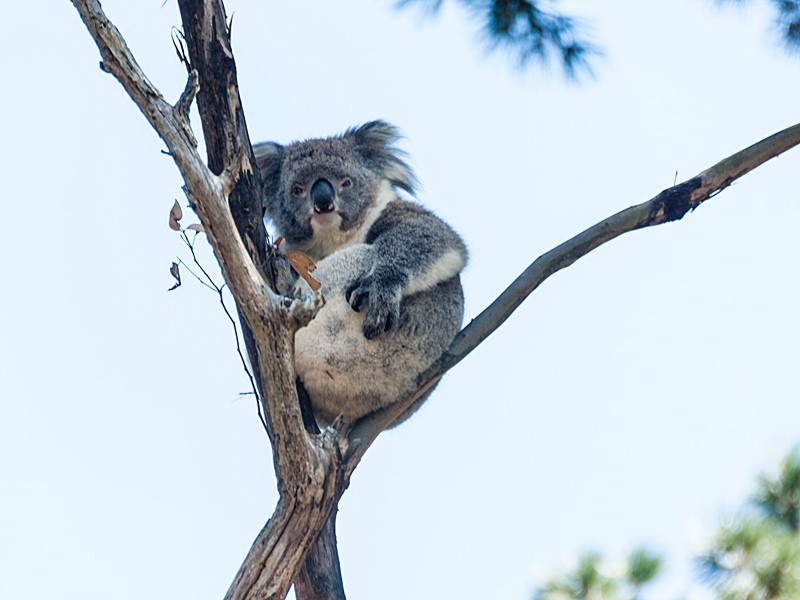 23 Heathfield Road, Heathfield SA 5153