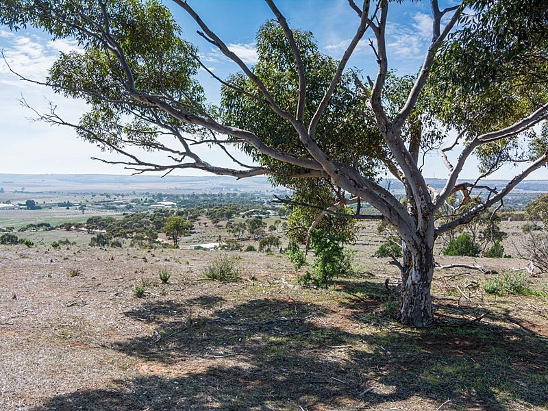 56 Hollamby Road, Callington SA 5254