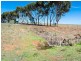 56 Hollamby Road, Callington SA 5254