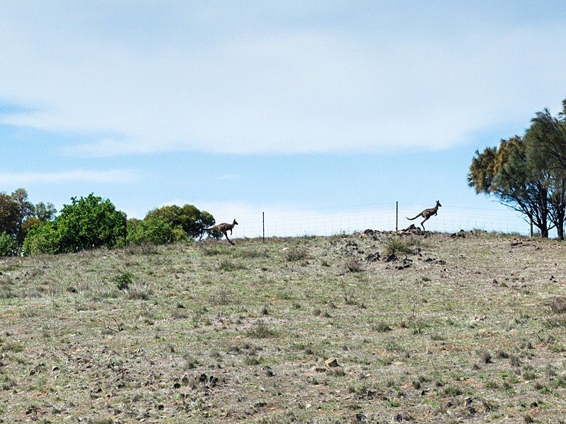 56 Hollamby Road, Callington SA 5254