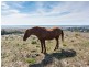 1090 Back Callington Road, Callington SA 5254