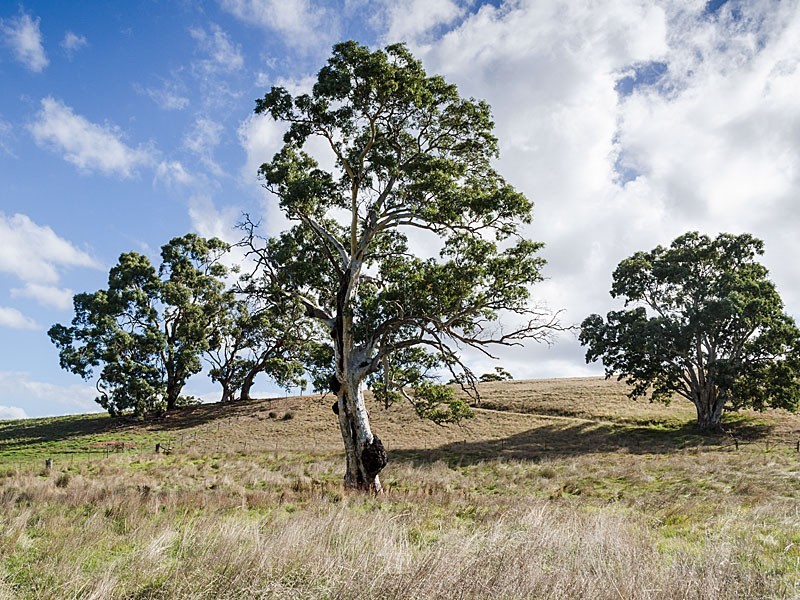 31 Winton Road, Birdwood SA 5234